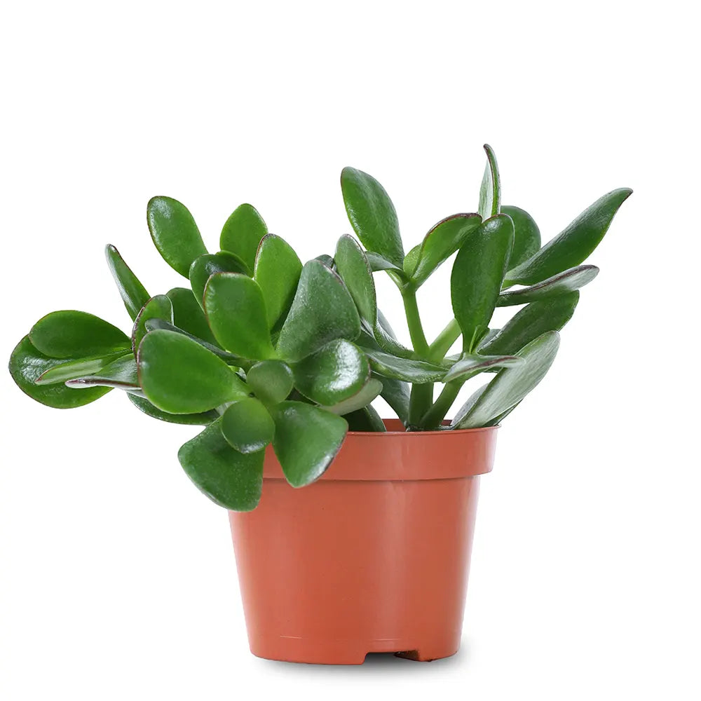 CRASSULA OVATA H25