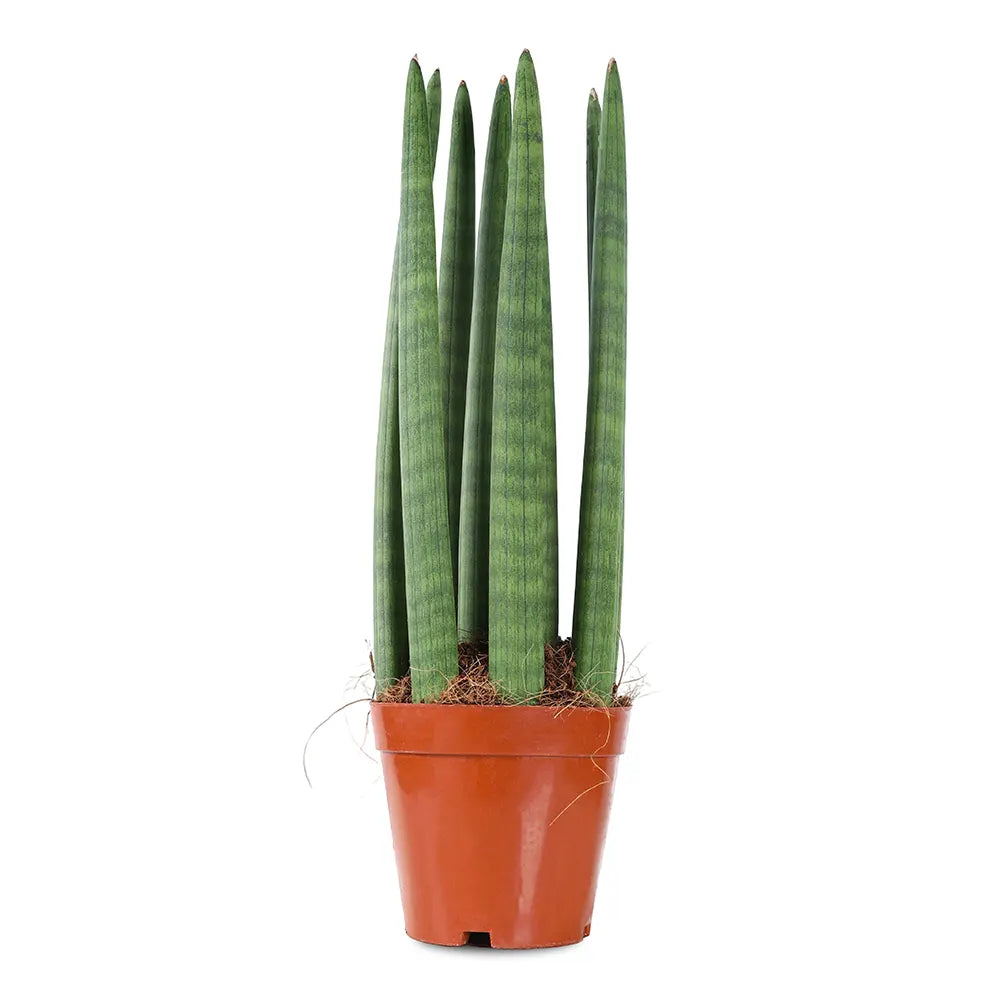 SANSEVIERIA CYLINDRICA STRAIGHT H40