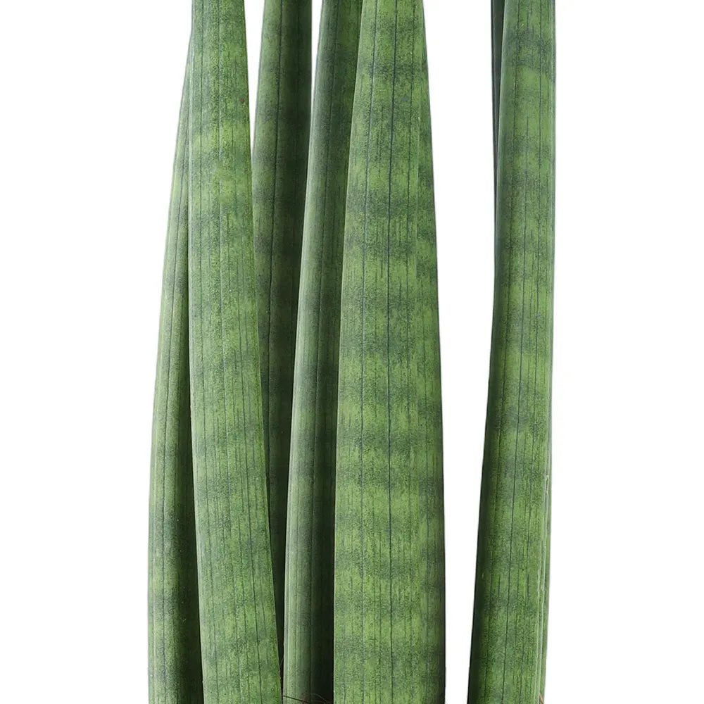SANSEVIERIA CYLINDRICA STRAIGHT H40