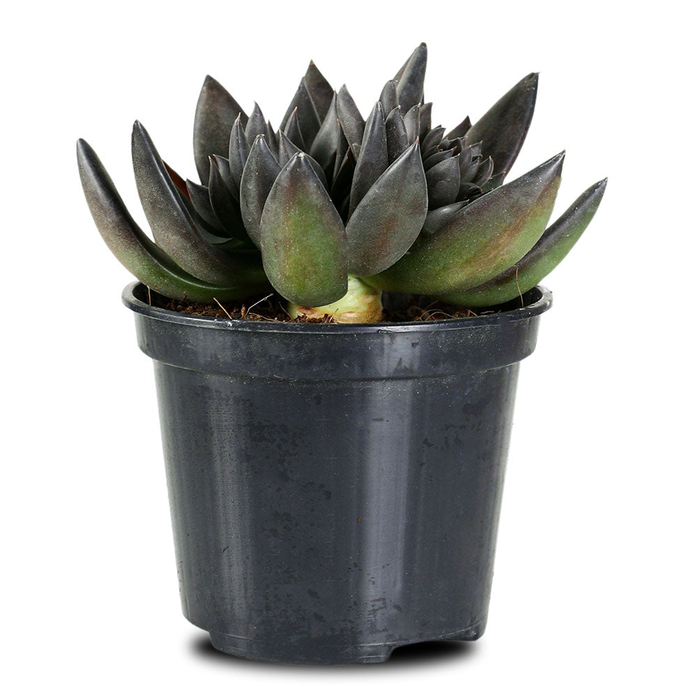 ECHEVERIA BLACK PRINCE   إشفيريا