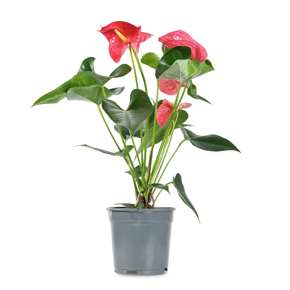 ANTHURIUM MIMESIS H55