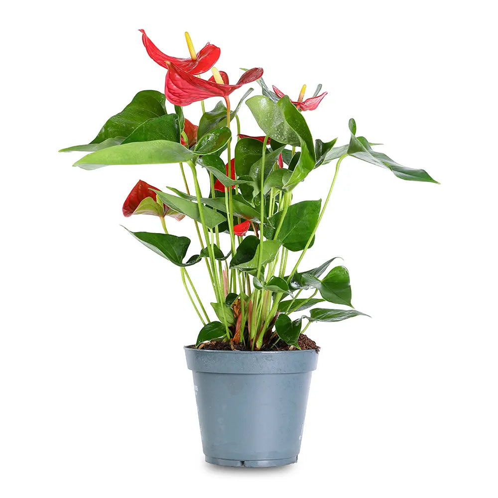 أنثوريوم ميميسيس - ارتفاع 55 سم