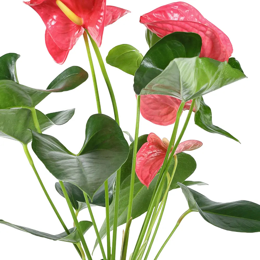 ANTHURIUM MIMESIS H55