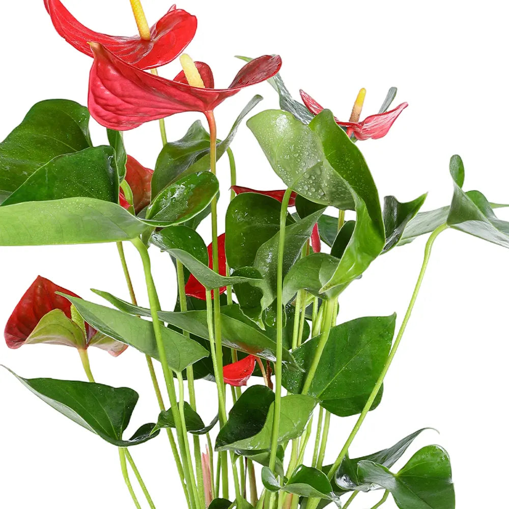 أنثوريوم ميميسيس - ارتفاع 55 سم