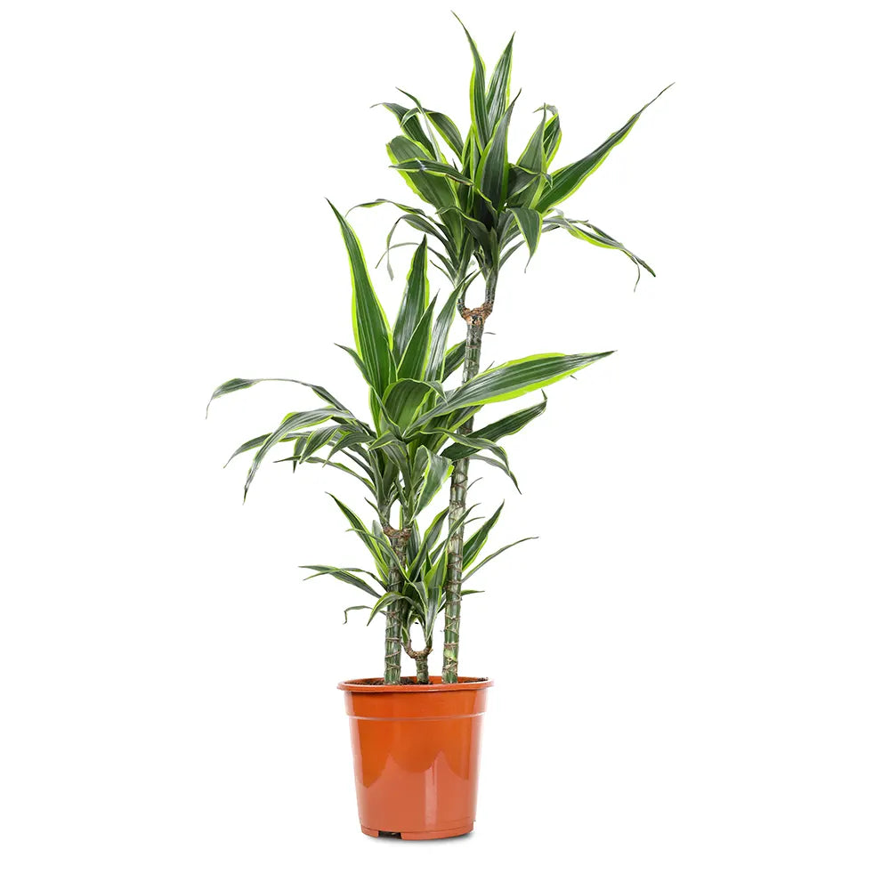 DRACAENA DER LEMON LIME