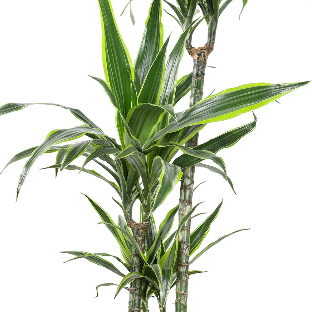 DRACAENA DER LEMON LIME