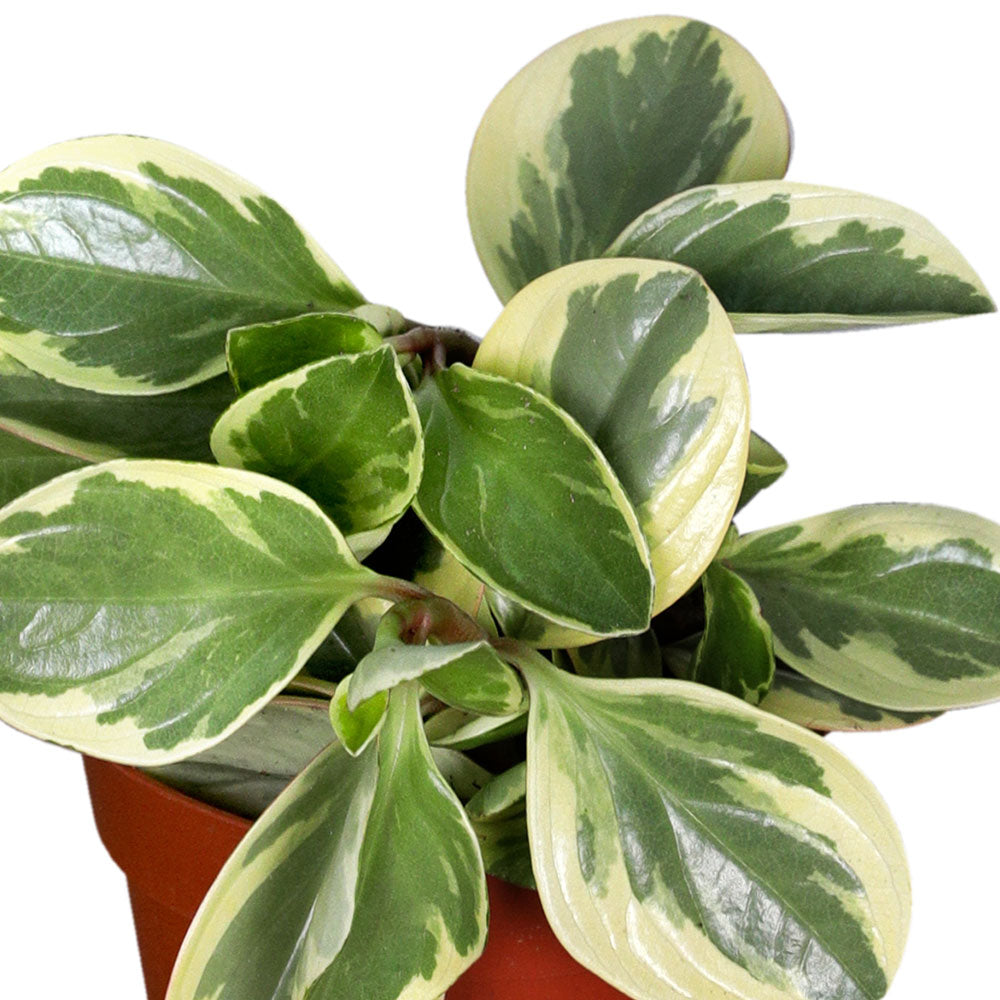 PEPEROMIA SCANDENS VARIEGATA - بيبيروميا سكاندينز فاريجاتا