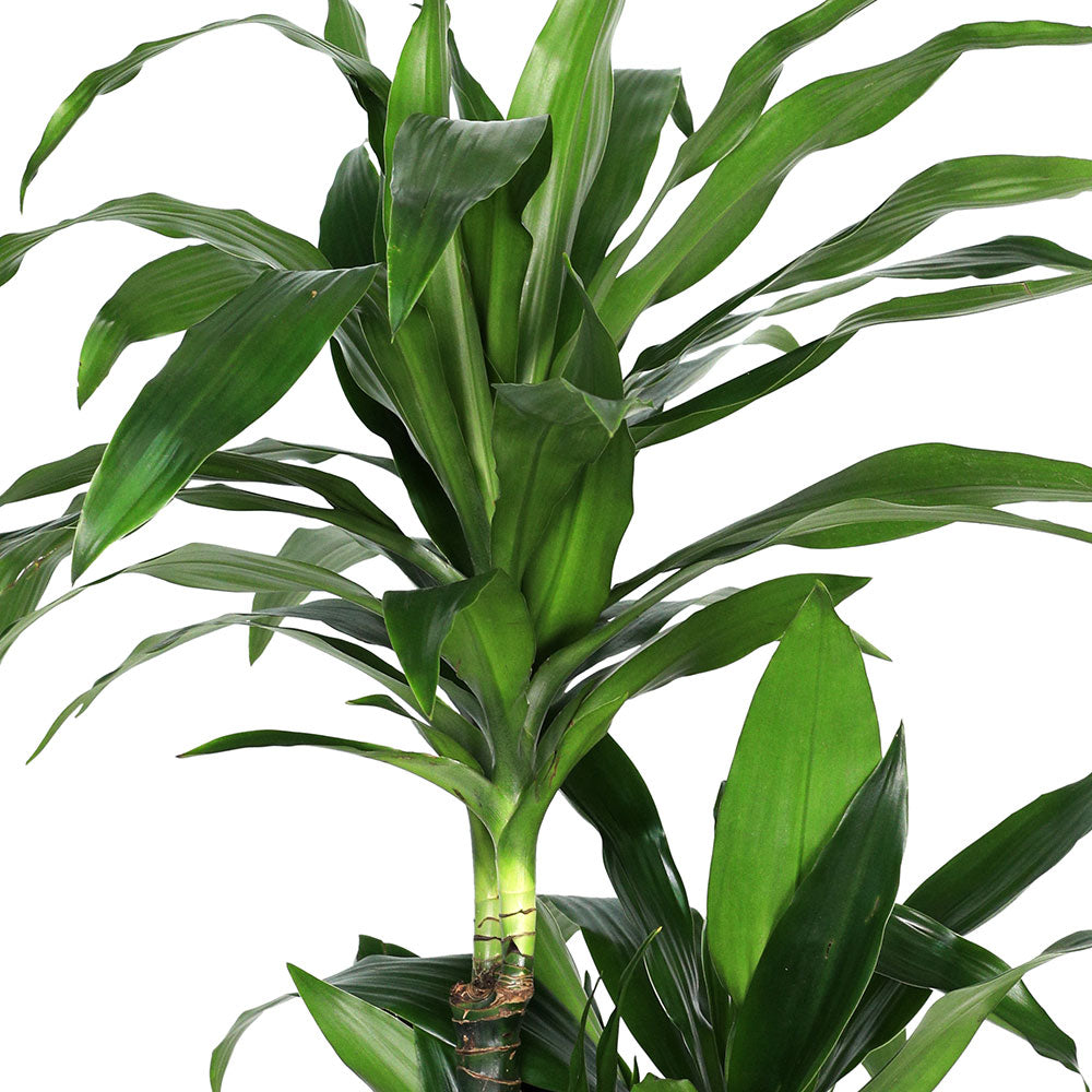 DRACAENA FR JANET CRAIG H145 - نبات دراسينا جانيت 