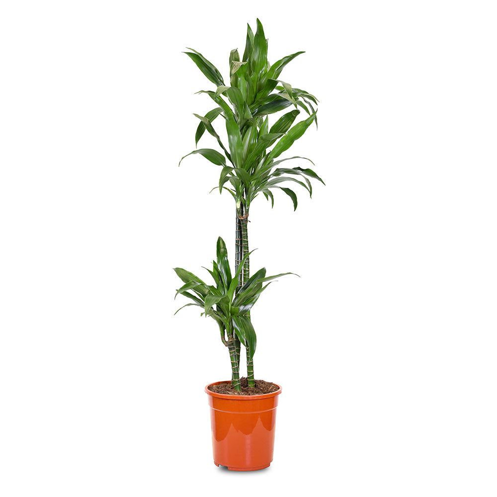 DRACAENA JANET CRAIG 60/30/15 H 110 H1933 - دراسينا جانيت