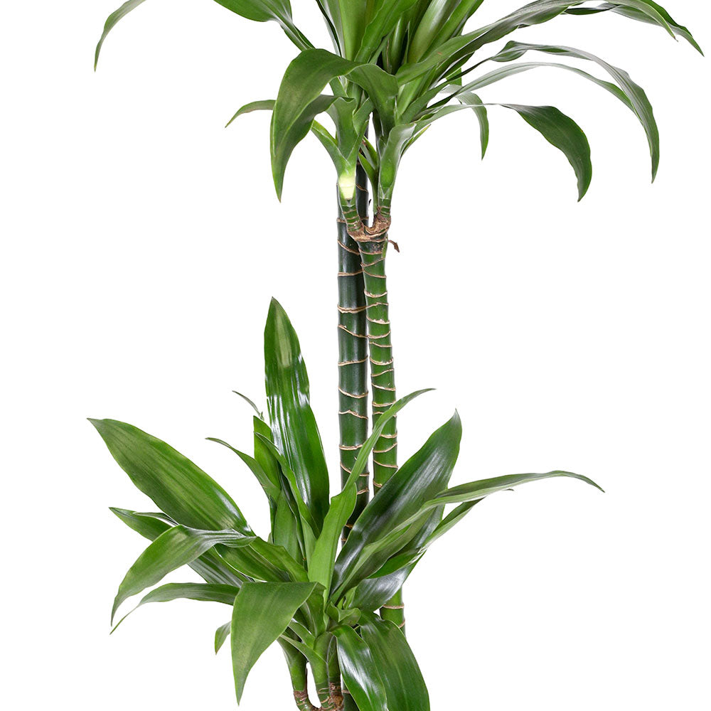 DRACAENA JANET CRAIG 60/30/15 H 110 H1933 - دراسينا جانيت
