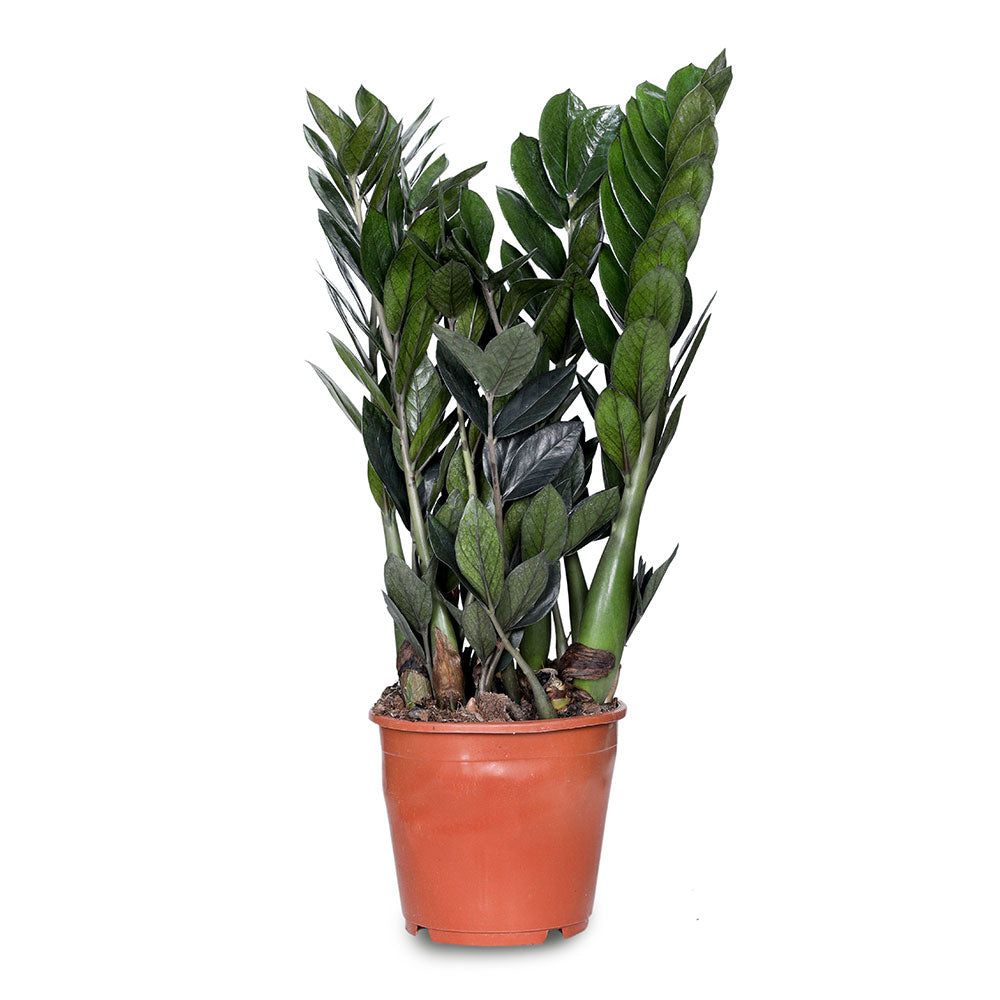 ZAMIOCULCAS ZAMIFOLIA SUPER NOVA - زاميوكولكس زاميفوليا 