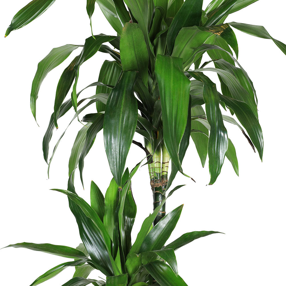 DRACAENA FR JANET CRAIG 3 CUT H120 دراسينا جانيت كرايج