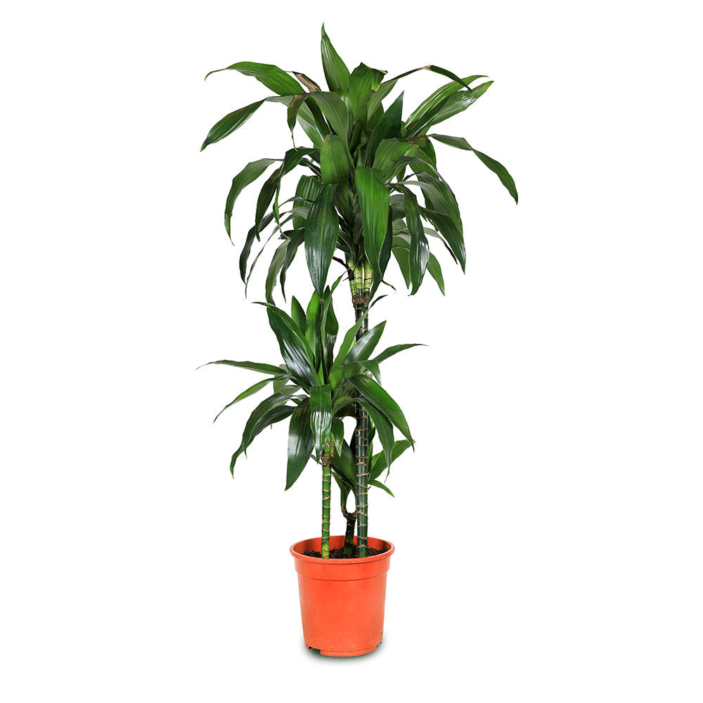 DRACAENA FR JANET CRAIG 3 CUT H120 دراسينا جانيت كرايج