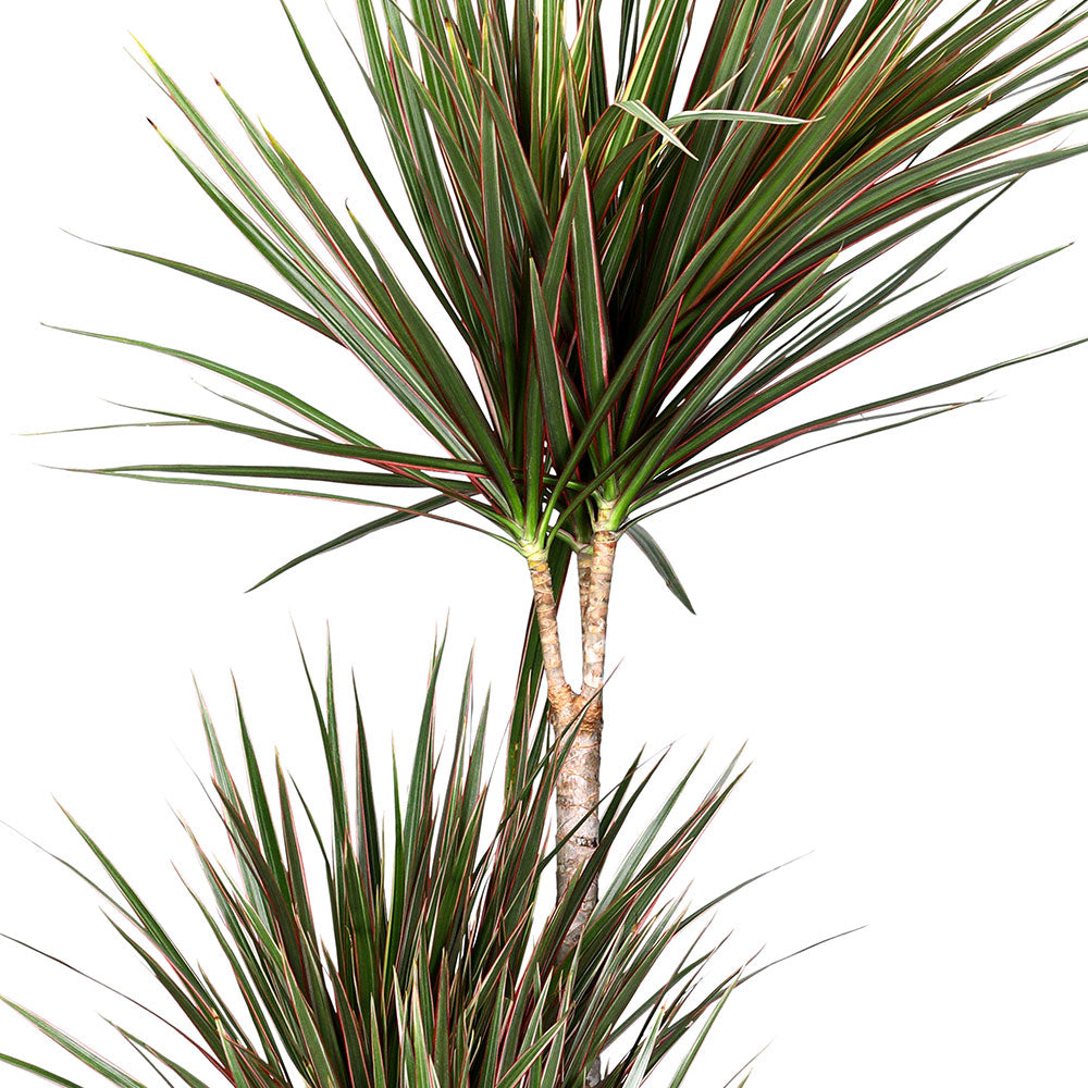 DRACAENA MARGINATA BICOLOR 3PP H130 دراسينا مارجيناتا