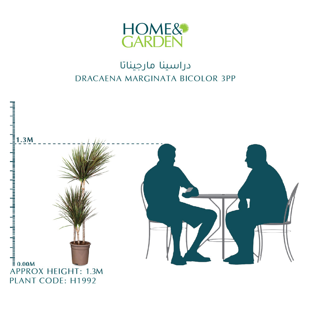 DRACAENA MARGINATA BICOLOR 3PP H130  دراسينا مارجيناتا