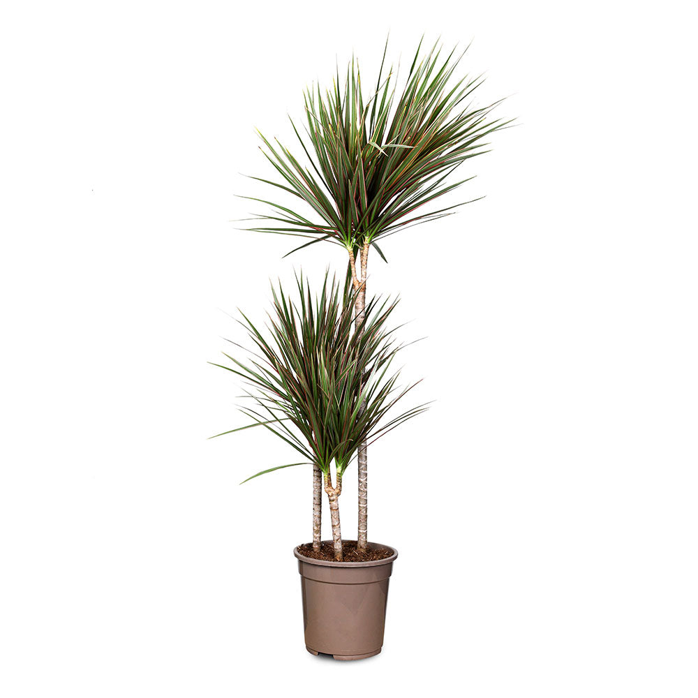 DRACAENA MARGINATA BICOLOR 3PP H130  دراسينا مارجيناتا