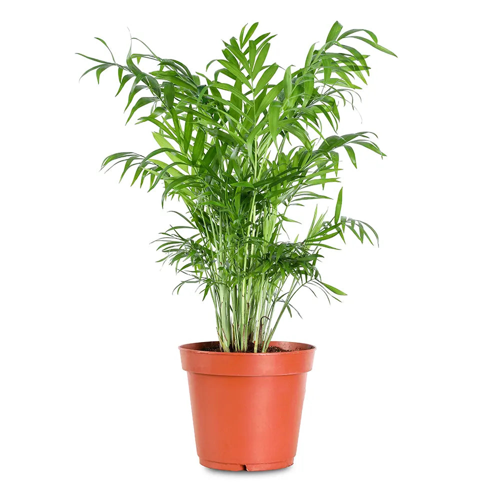 شاميدوريا إيليغانس - ارتفاع 90 سم