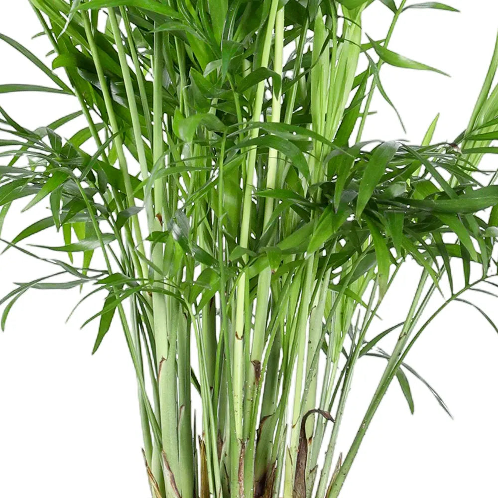 شاميدوريا إيليغانس - ارتفاع 90 سم