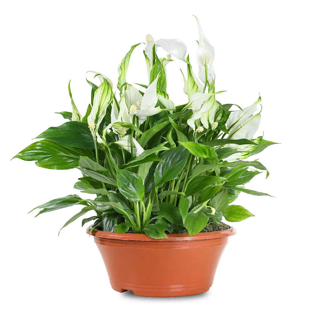 SPATHIPHYLLUM SWEET LAURETTA BOWL H45