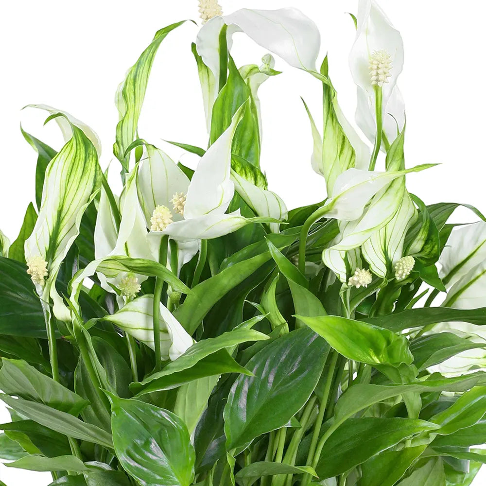 SPATHIPHYLLUM SWEET LAURETTA BOWL H45