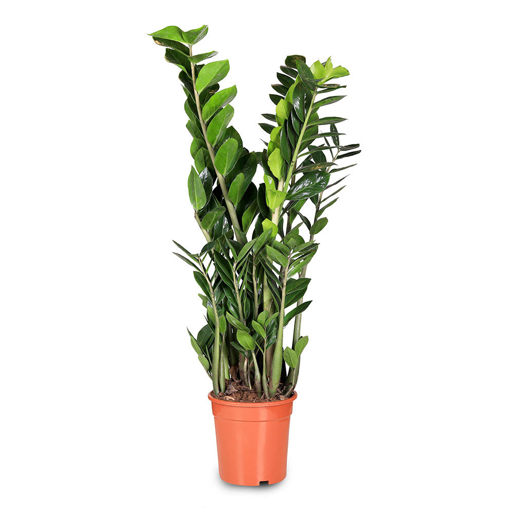 ZAMIOCULCAS ZAMIFOLIA H100 - زاميوكولكاس (زاميا)