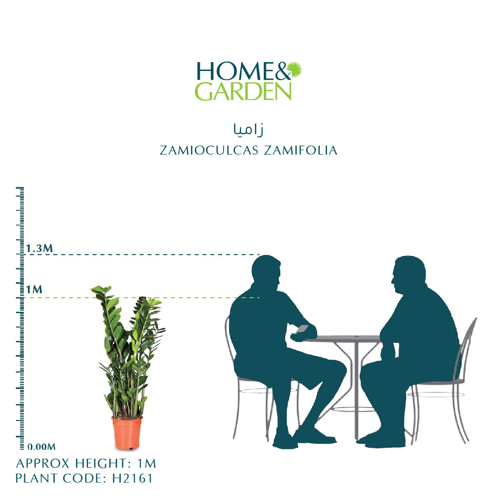 ZAMIOCULCAS ZAMIFOLIA H100 - زاميوكولكاس (زاميا)