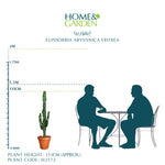 EUPHORBIA ABYSSINICA ERITREA H115 CMS - ايفوربيا أبيسينيكا إريتريا