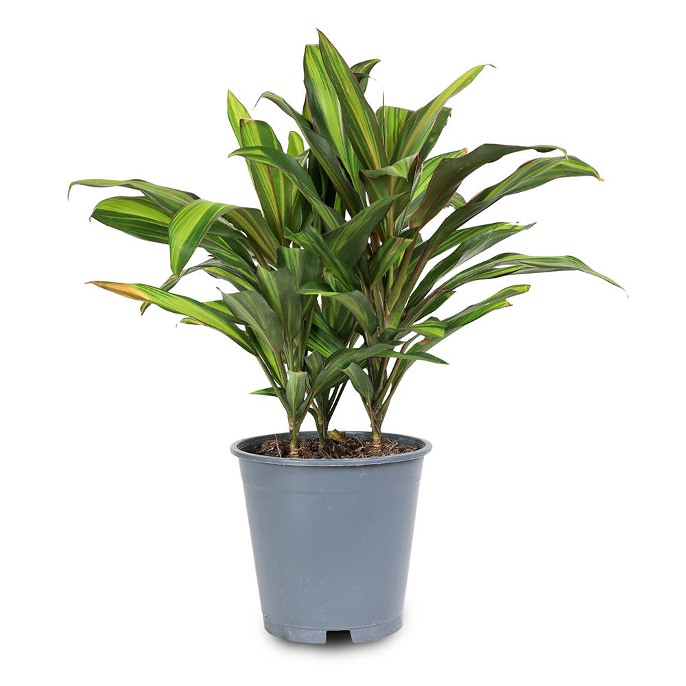 CORDYLINE FRUT KIWI H55 كورديلين فروت كيوي