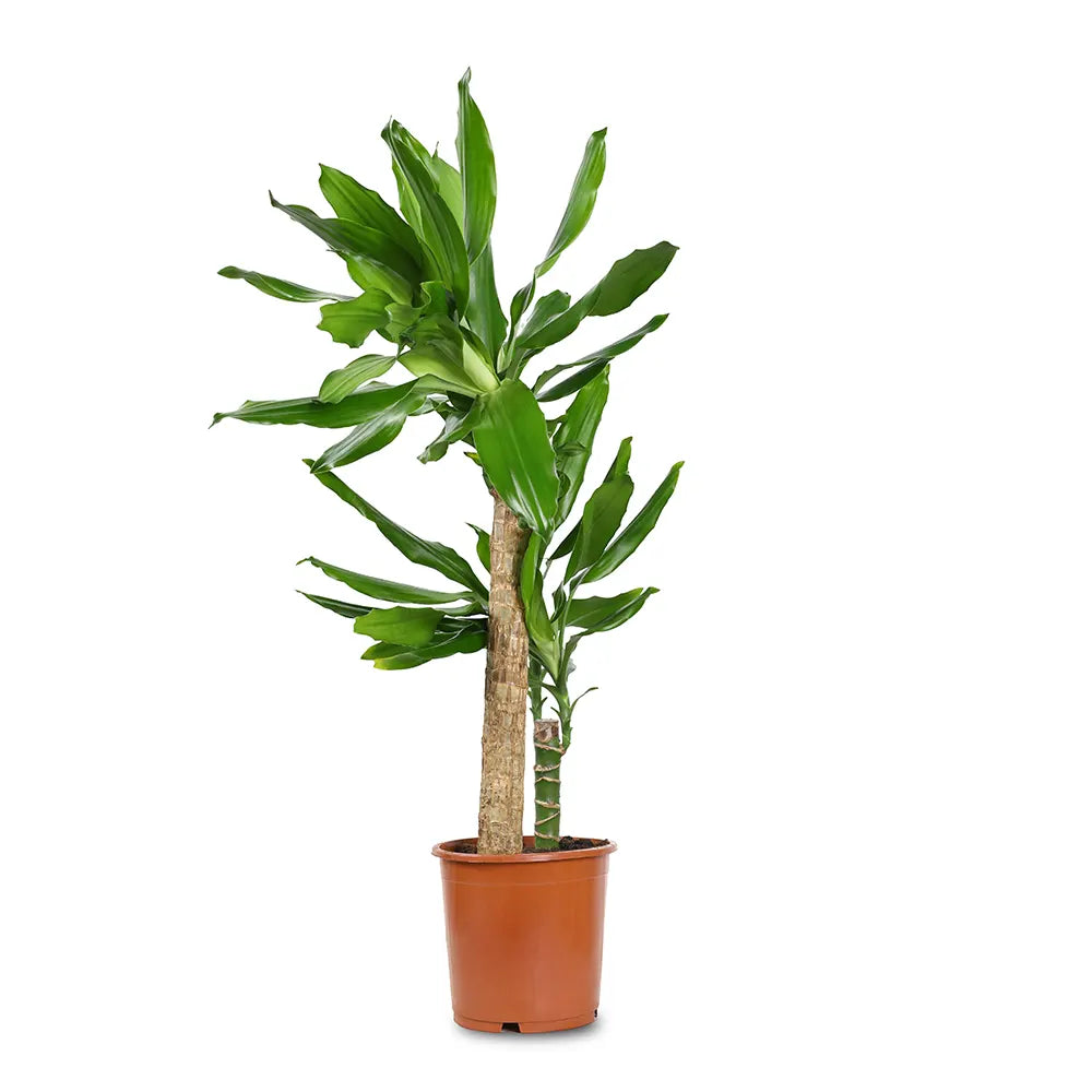 DRACAENA FR STEUDNERI H80