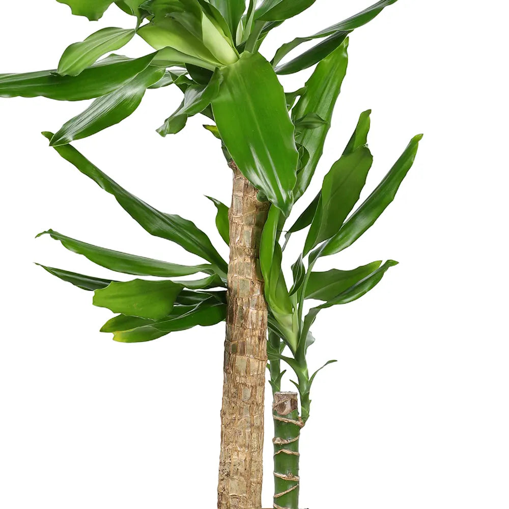 DRACAENA FR STEUDNERI H80