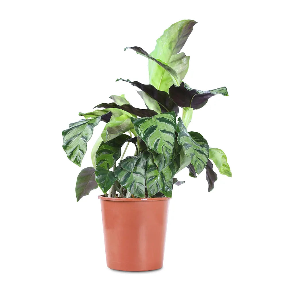 CALATHEA MIXED H45 CM