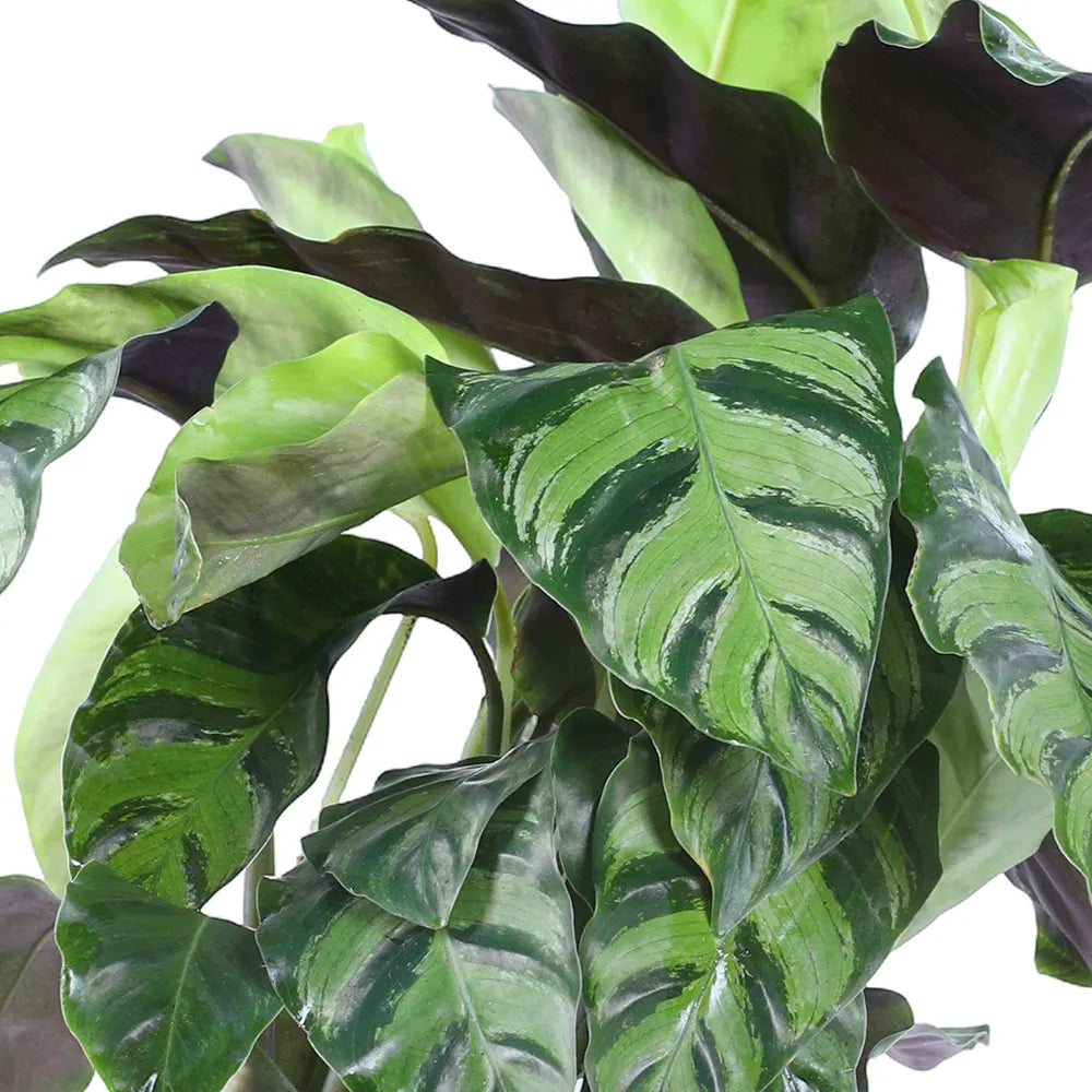 CALATHEA MIXED H45 CM