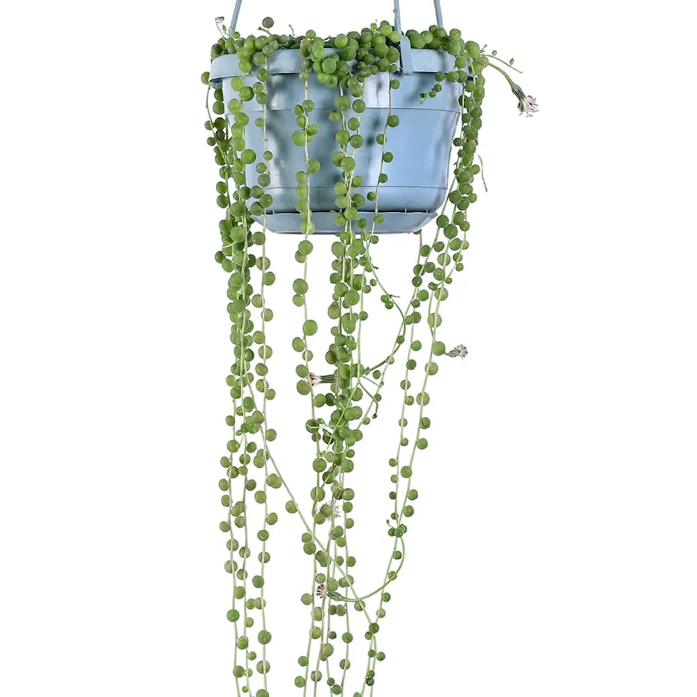 سينيسيو روليانوس أخضر متدلي - ارتفاع 35 سم