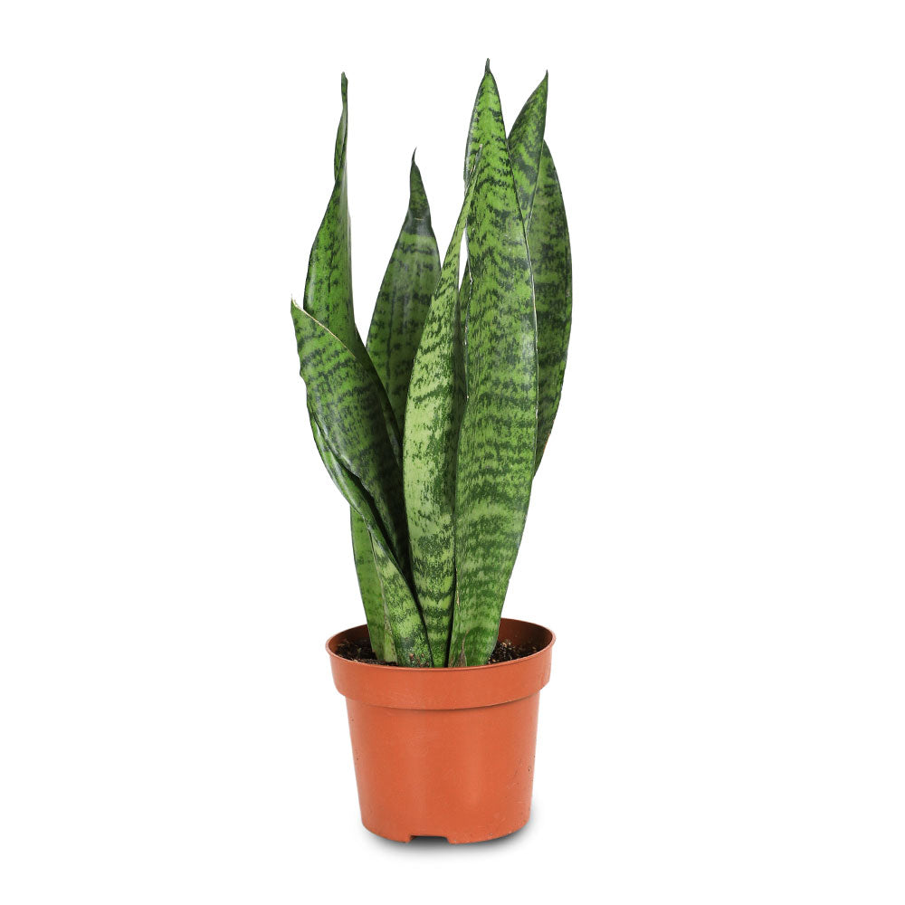 SANSEVIERIA ZEYLANICA سانسيفيريا زيلانيكا