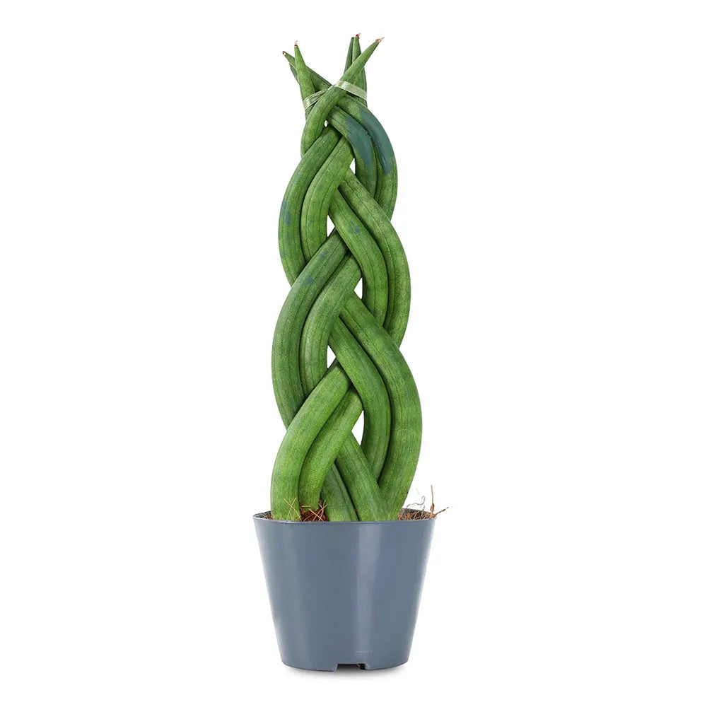 SANSEVIERIA CYLINDRICA TWIST H30 CM