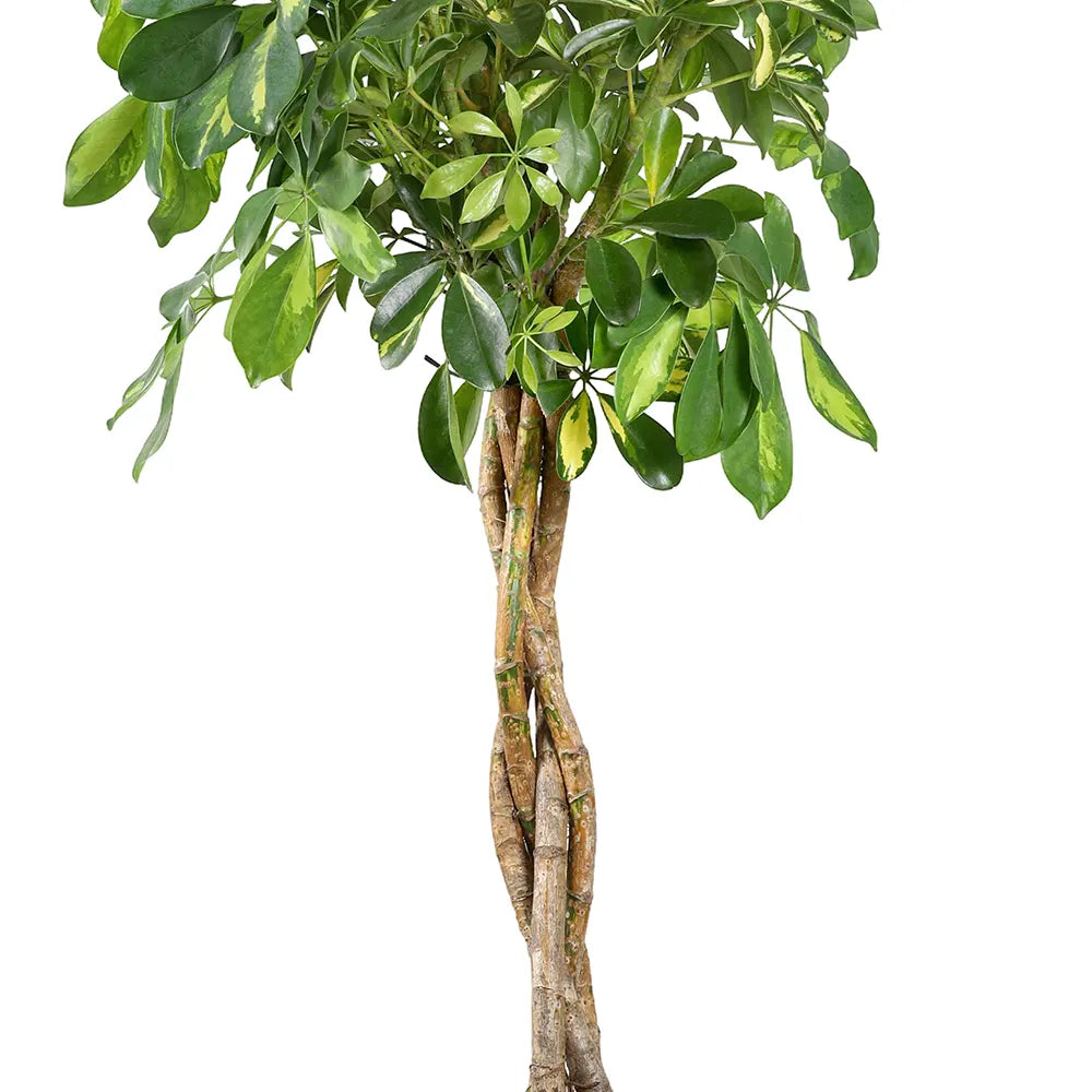 SCHEFFLERA ARB. COMPACTA BRANCHED H120 CM