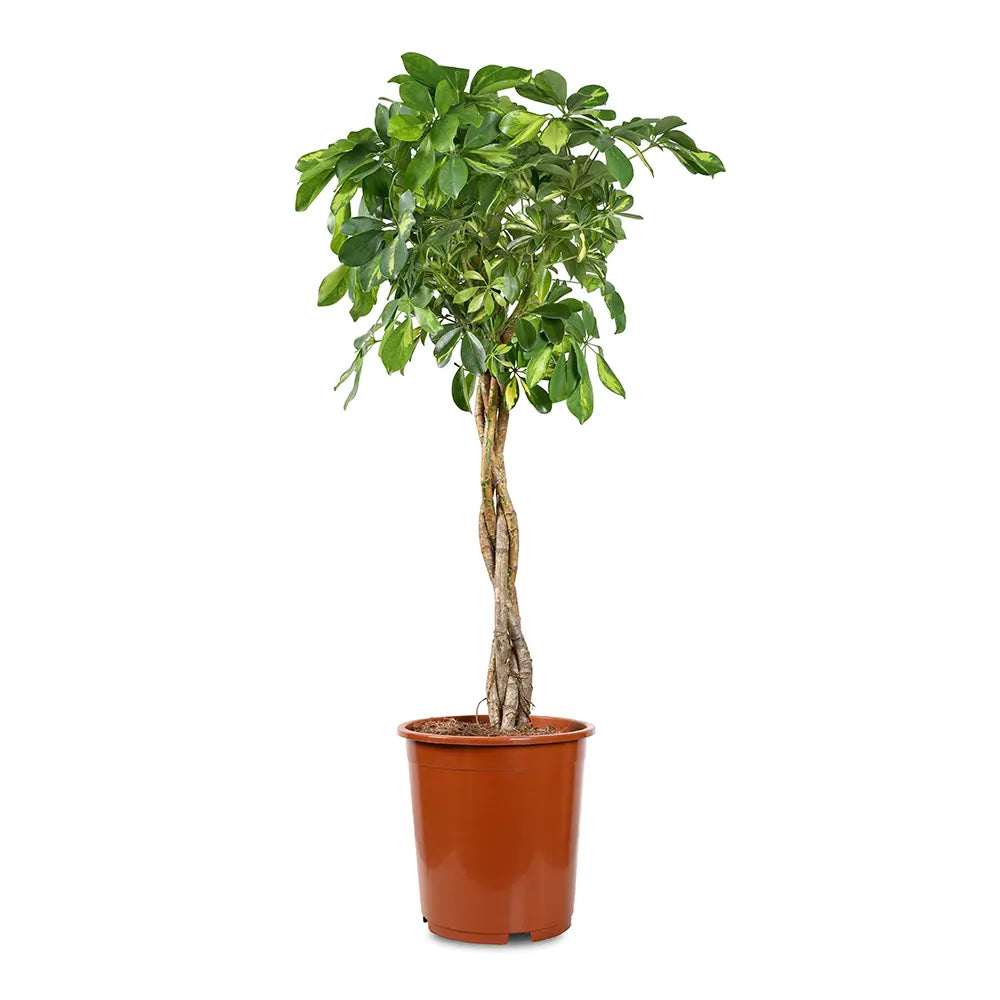 SCHEFFLERA ARB. COMPACTA BRANCHED H120 CM