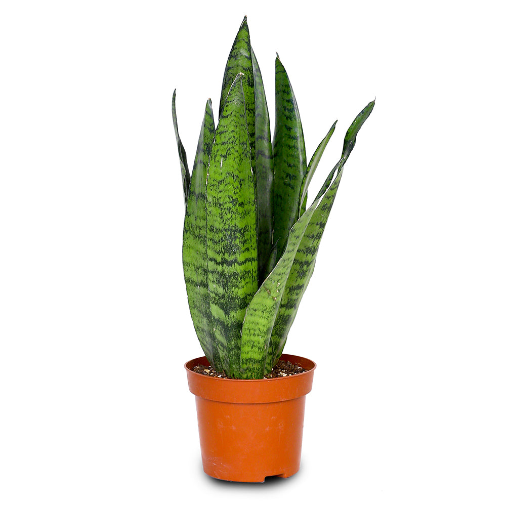 SANSEVIERIA ZEYLANICA H40