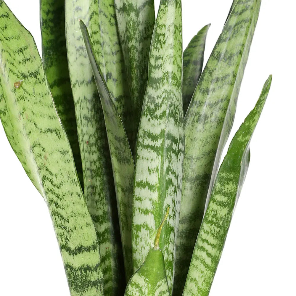 SANSEVIERIA ZEYLANICA H40