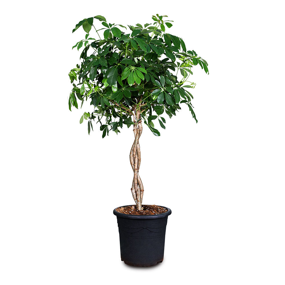 SCHEFFLERA ARBORICOLA COMPACTA BRAIDED  شيفليرا كومباكتا