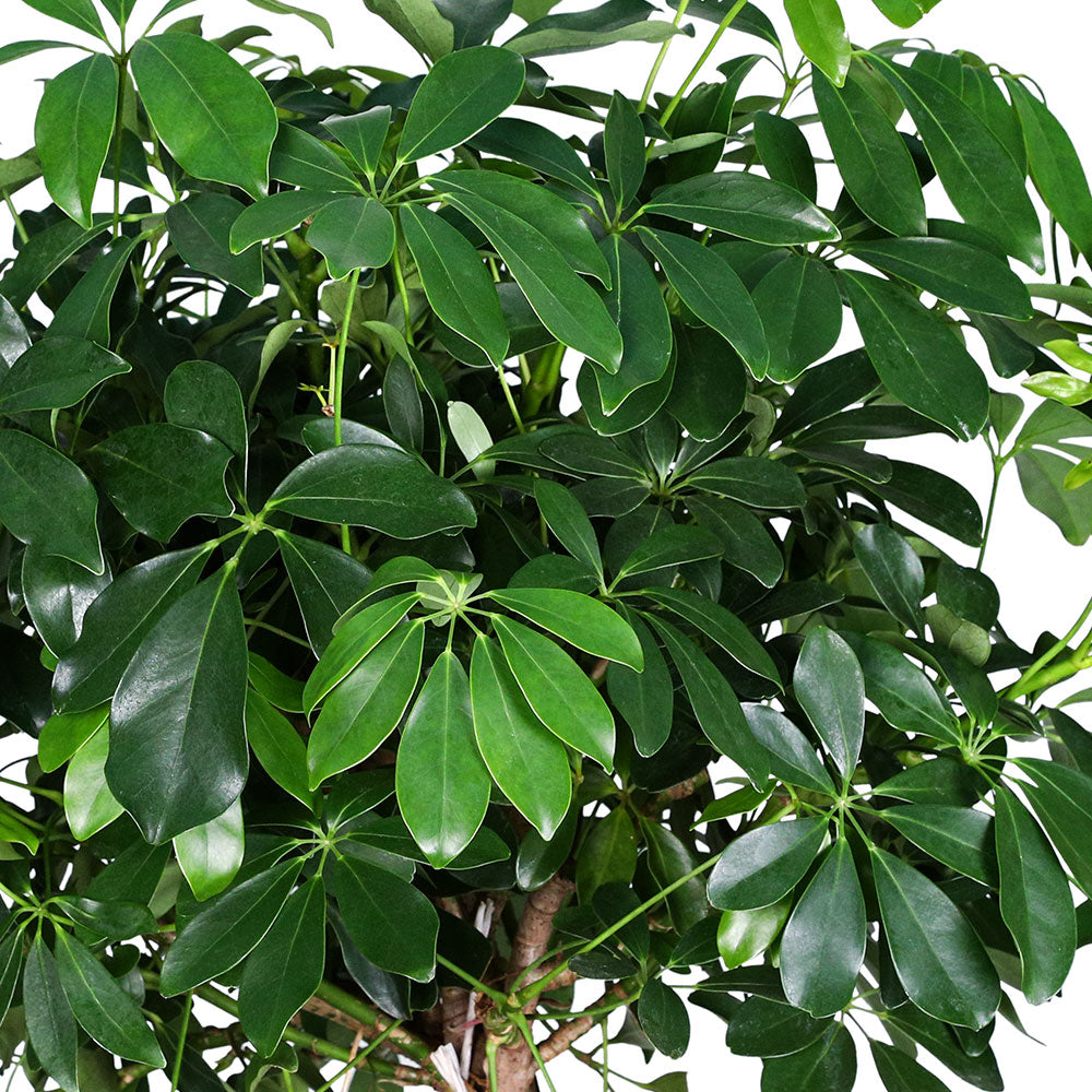 SCHEFFLERA ARBORICOLA COMPACTA BRAIDED  شيفليرا كومباكتا