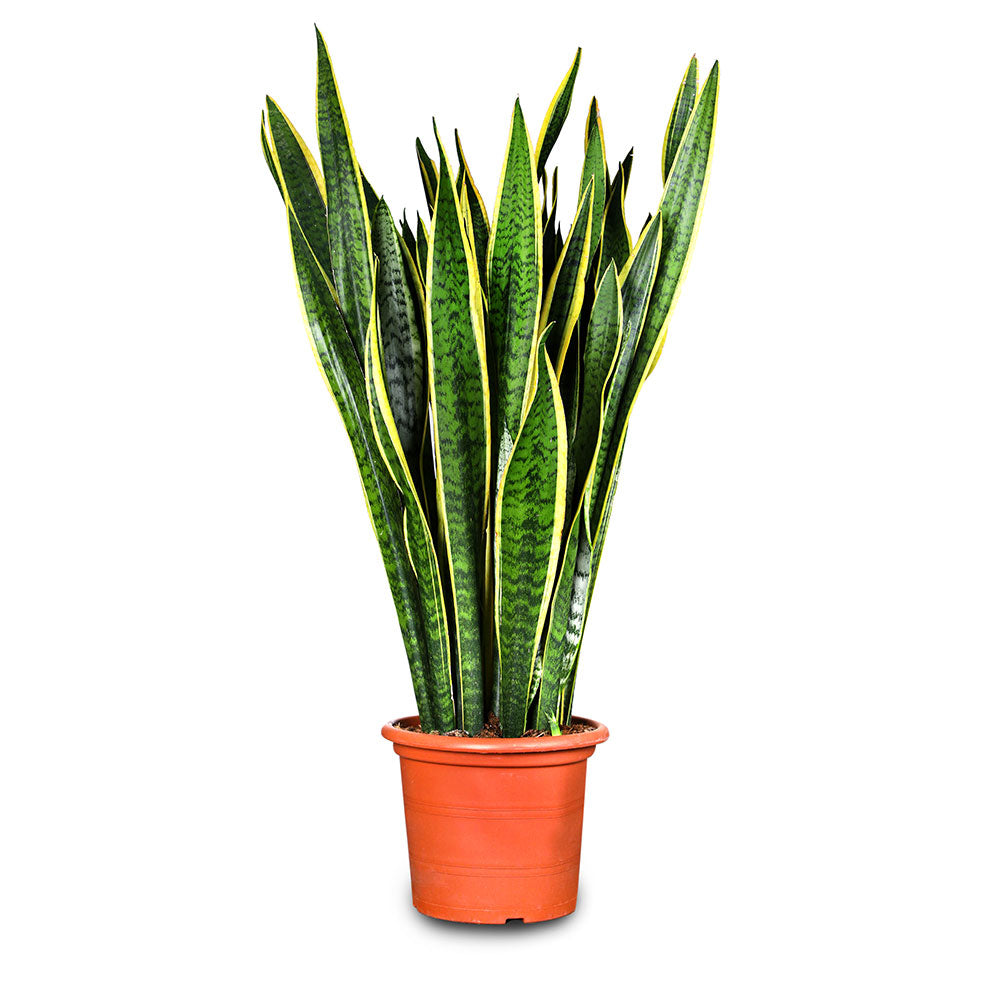 SANSEVIERIA TRIF.LAURENTII -سانسيفيريا تريف الذهبية