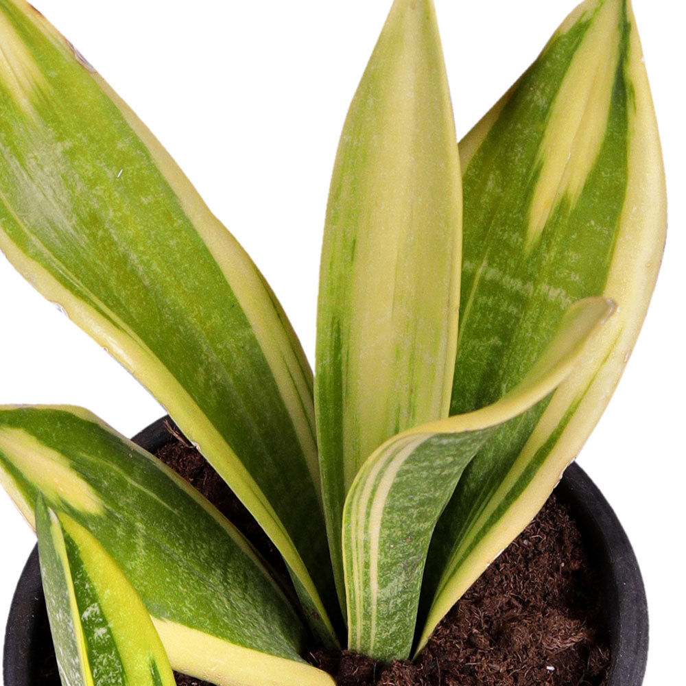 SANSEVIERIA TRIF.LAURENTI GOLDEN FLAME 3 LTR  سانسيفيريا تريف