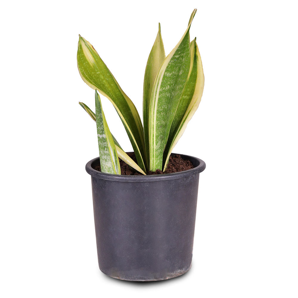 SANSEVIERIA TRIF.LAURENTI GOLDEN FLAME 3 LTR  سانسيفيريا تريف