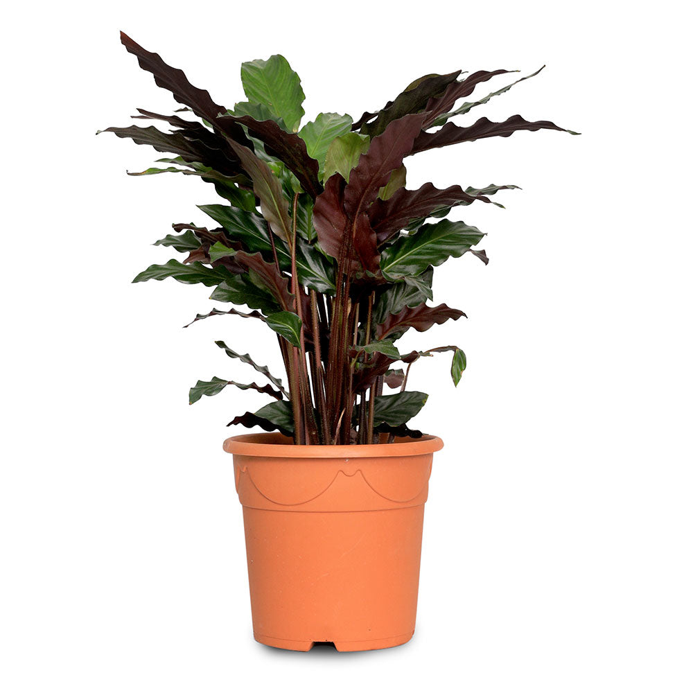 CALATHEA MIXED -  نبات كالاثيا