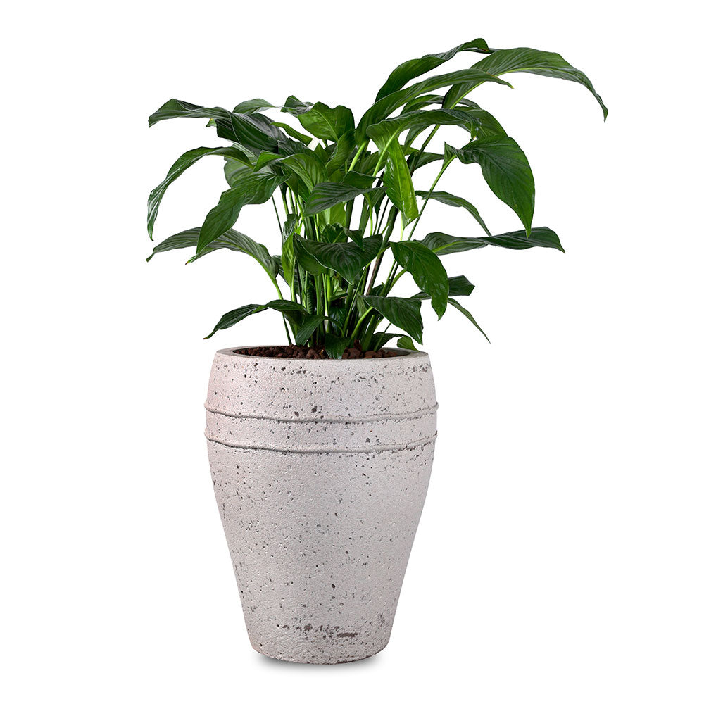 ALOCASIA IN PETROLINA MINT-MIST GREEN POT نبات الوكاسيا في بترولينا المميز