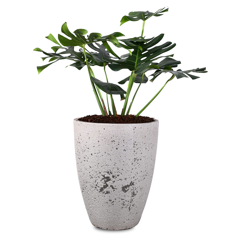 ALOCASIA IN PETROLINA MINT-MIST GREEN POT نبات الوكاسيا في بترولينا المميز