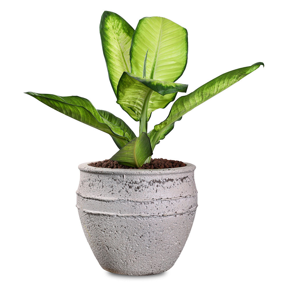 ALOCASIA IN PETROLINA MINT-MIST GREEN POT نبات الوكاسيا في بترولينا المميز