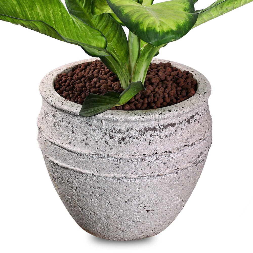 ALOCASIA IN PETROLINA MINT-MIST GREEN POT نبات الوكاسيا في بترولينا المميز