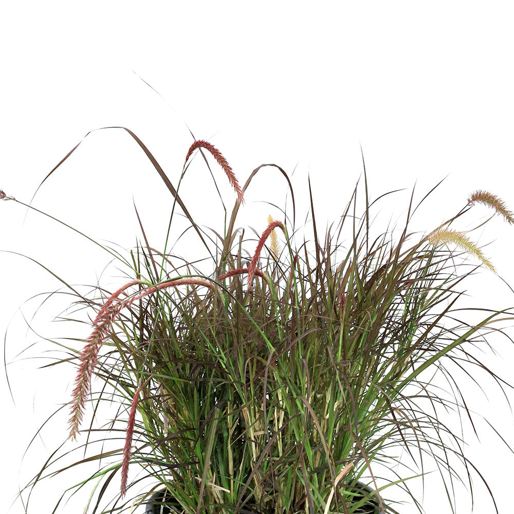 PENNISETUM SETACEUM RUBRUM حلفا أحمر 